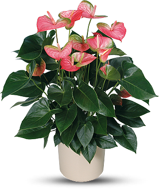 planten verkoop