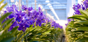 planten verkoop