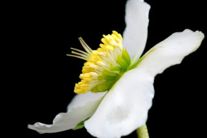 Floriant