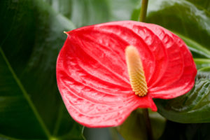 Floriant